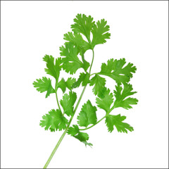 Coriander