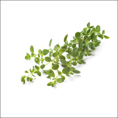Oregano