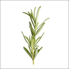Rosemary