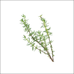 Thyme