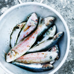 How to choose the freshest fish