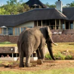 Mhondoro Safari Lodge and Villa elephant