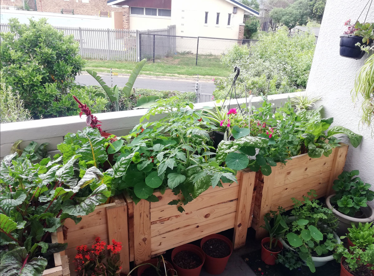 How to start a food garden on your balcony