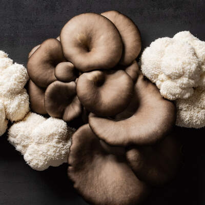 Blue oyster vs lion’s mane mushrooms: what’s the difference?
